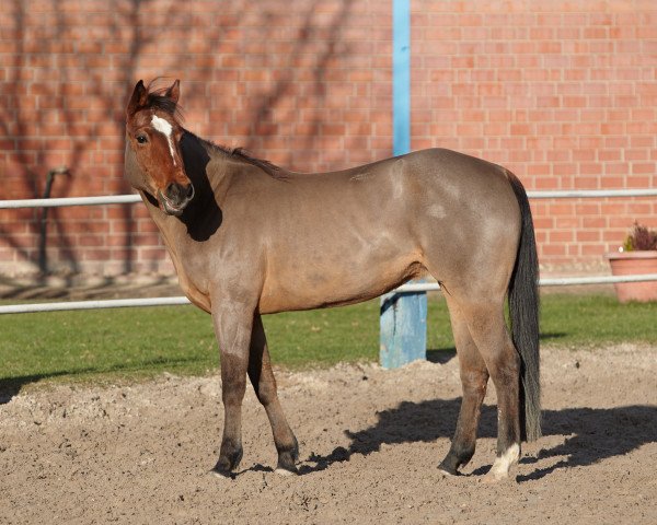 broodmare Ima Holireminic (Quarter Horse, 2000, from Reminic)