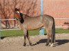 broodmare Ima Holireminic (Quarter Horse, 2000, from Reminic)