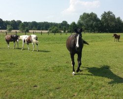 broodmare Pagera (German Riding Pony, 2002, from FS Pour l'Amour)