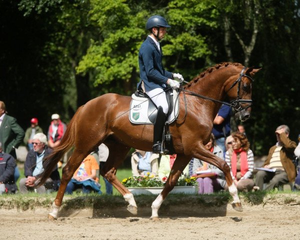 dressage horse Kiriakos TSF (Trakehner, 2012, from Elfado)