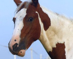 broodmare GM Docs Funny Dude (Paint Horse, 2014, from Freckles Big Heart)