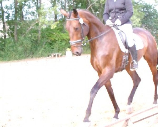 broodmare Cora (German Sport Horse, 2007, from Claudio's Son)