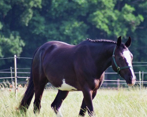 broodmare Hera 241 (German Sport Horse, 2005, from Hudson)