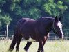 broodmare Hera 241 (German Sport Horse, 2005, from Hudson)