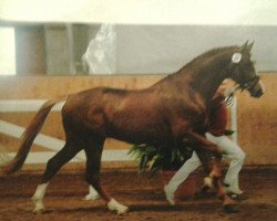 stallion Freaky Boy 3 (German Sport Horse, 2009, from Fiorano)