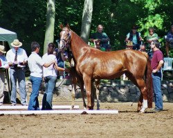 broodmare Baronie (German Sport Horse, 2003, from Harmony's Baroncelli)