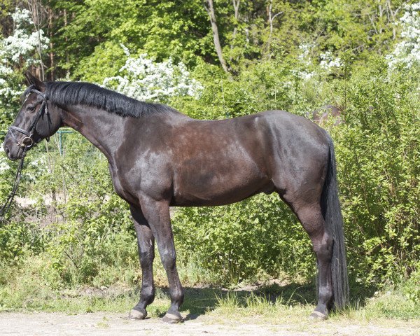 dressage horse Schiwago (German Sport Horse, 2009, from Swarovski)