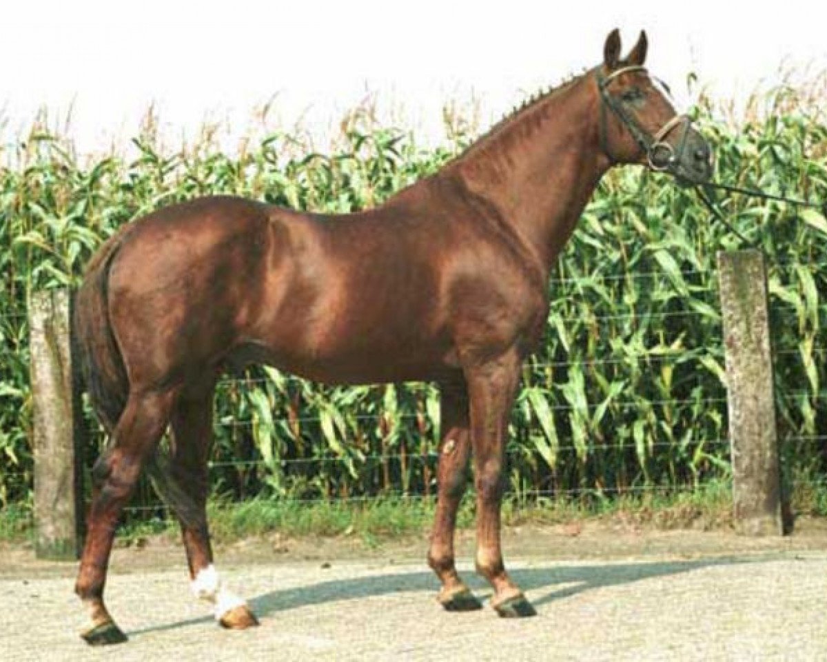 stallion Notoris (KWPN (Royal Dutch Sporthorse), 1972, from Courville xx)