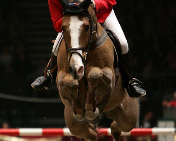 Pferd Kanselier (KWPN (Niederländisches Warmblut), 1992, von Notoris)