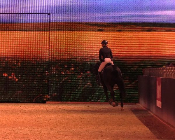 Equitana Hengstschau 2017