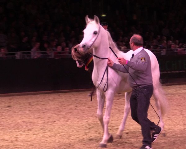 Equitana Hengstschau 2017