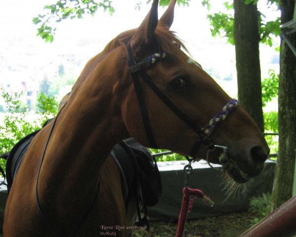 broodmare Genia (Württemberger, 1990, from Ganymed I)