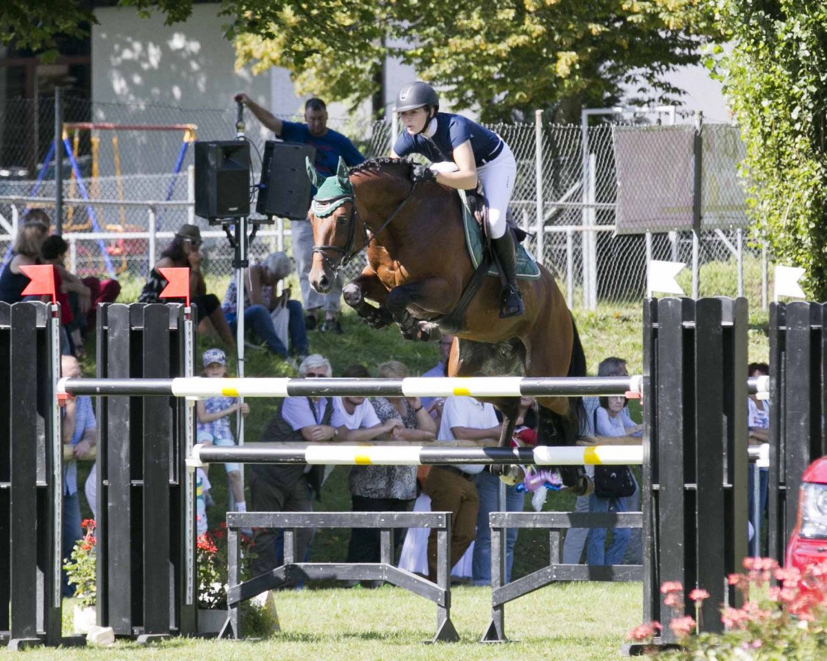 Deckhengst Quiwi Dream (Holsteiner, 2005, von Quidam de Revel)