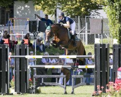 stallion Quiwi Dream (Holsteiner, 2005, from Quidam de Revel)