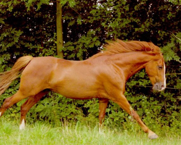 Pferd Pikeur 122 (Deutsches Reitpony, 1999, von Pepe)