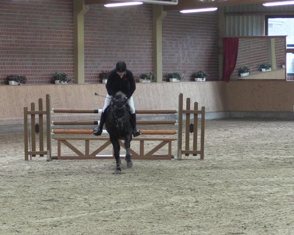 Hengstschau Massener Heide 2017