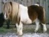 stallion Unsinn (Shetland pony (under 87 cm), 1988, from Uran de Valk)