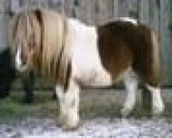 stallion Unsinn (Shetland pony (under 87 cm), 1988, from Uran de Valk)