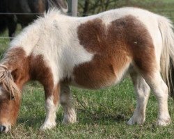 Zuchtstute CC's Kitty (Shetland Pony (unter 87 cm), 1993, von Unsinn)