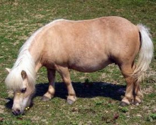 Zuchtstute Mini Land's Peggy Sue (Shetland Pony (unter 87 cm), 1991, von Perso)