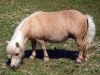 broodmare Mini Land's Peggy Sue (Shetland pony (under 87 cm), 1991, from Perso)