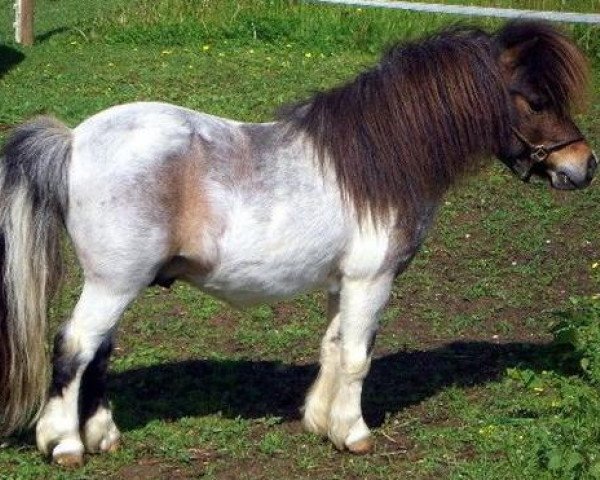 stallion Gerwin v.d. Mariaheide (Shetland pony (under 87 cm), 1992, from Charmeur v.Spuitjesdom)