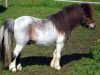 stallion Gerwin v.d. Mariaheide (Shetland pony (under 87 cm), 1992, from Charmeur v.Spuitjesdom)