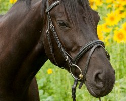 dressage horse Randy Star (Hessian Warmblood, 2002, from Hengst von Rubinstein I)