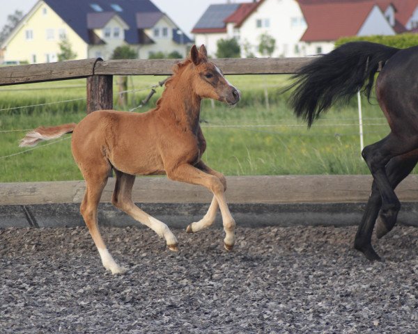 dressage horse Arogato (German Sport Horse, 2014, from Antango du Feuillard)