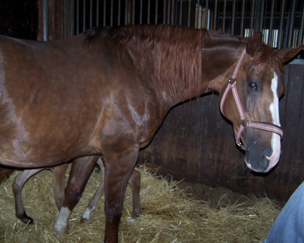 broodmare Traumfee (Hanoverian, 1989, from Traugott)