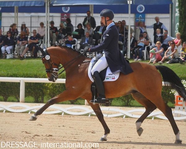 horse Touch of Brown (German Sport Horse, 2003, from Traum-Boy)