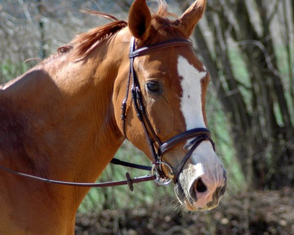 dressage horse Sarafino SN (Hanoverian, 2006, from Samarant)