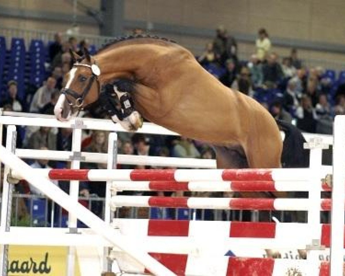 stallion Cosmeo (Holsteiner, 2004, from Contender)