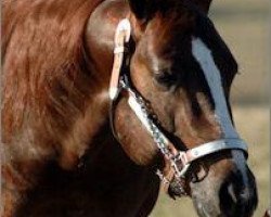 stallion Chic Train (Quarter Horse, 2005, from Chic Please)