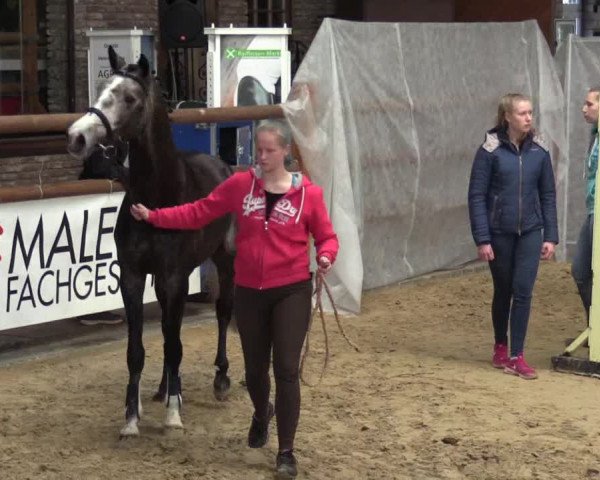 NRW Freispringchampionat Finale 2017