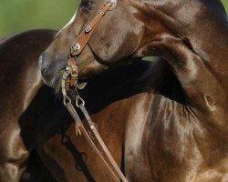 Pferd Holy Peppy Train (Quarter Horse, 2010, von Chic Train)