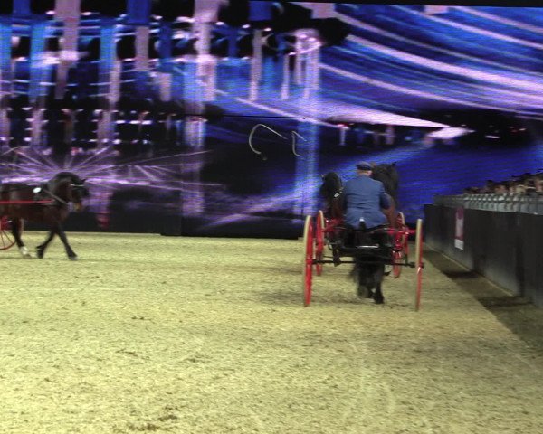Equitana Hengstschau 2017