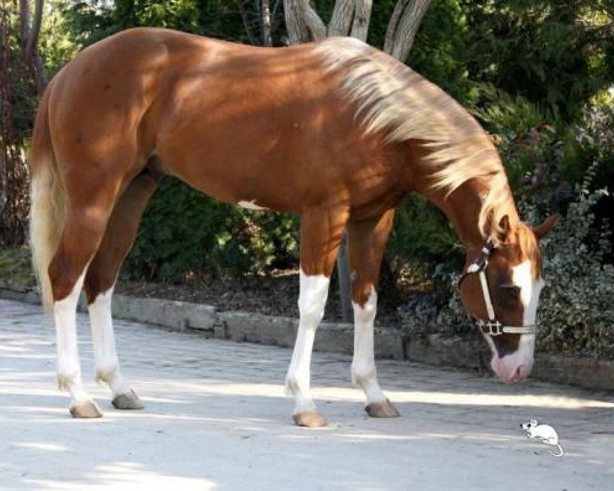Deckhengst Full Chex Up (Quarter Horse, 2010, von Big Chex To Cash)