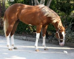 Deckhengst Full Chex Up (Quarter Horse, 2010, von Big Chex To Cash)