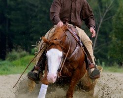 Deckhengst Shine My Gun (Quarter Horse, 2007, von Colonels Smoking Gun)