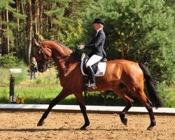 dressage horse Richard der Große (Hanoverian, 2007, from Riccione)