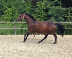 broodmare Sophie (Westphalian, 2004, from Seigneur d'Alleray xx)