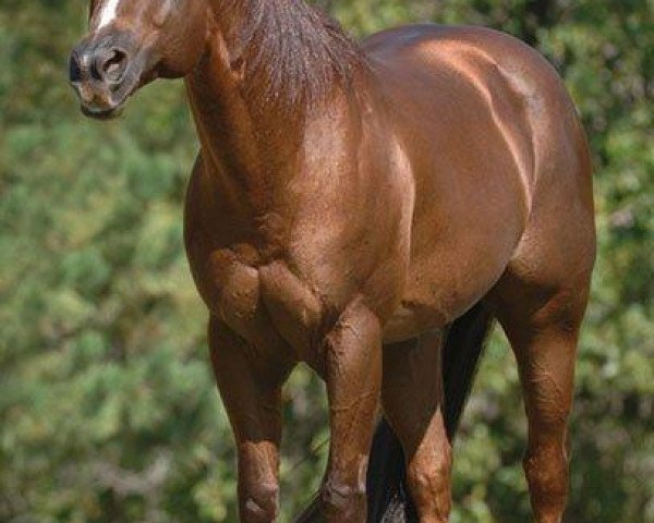 stallion Lenas Wright On (Quarter Horse, 1991, from Smart Little Lena)