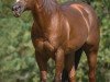 stallion Lenas Wright On (Quarter Horse, 1991, from Smart Little Lena)