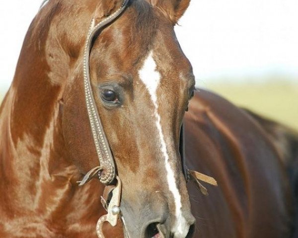 stallion Coeur D Wright Stuff (Quarter Horse, 1999, from Lenas Wright On)