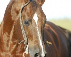 stallion Coeur D Wright Stuff (Quarter Horse, 1999, from Lenas Wright On)