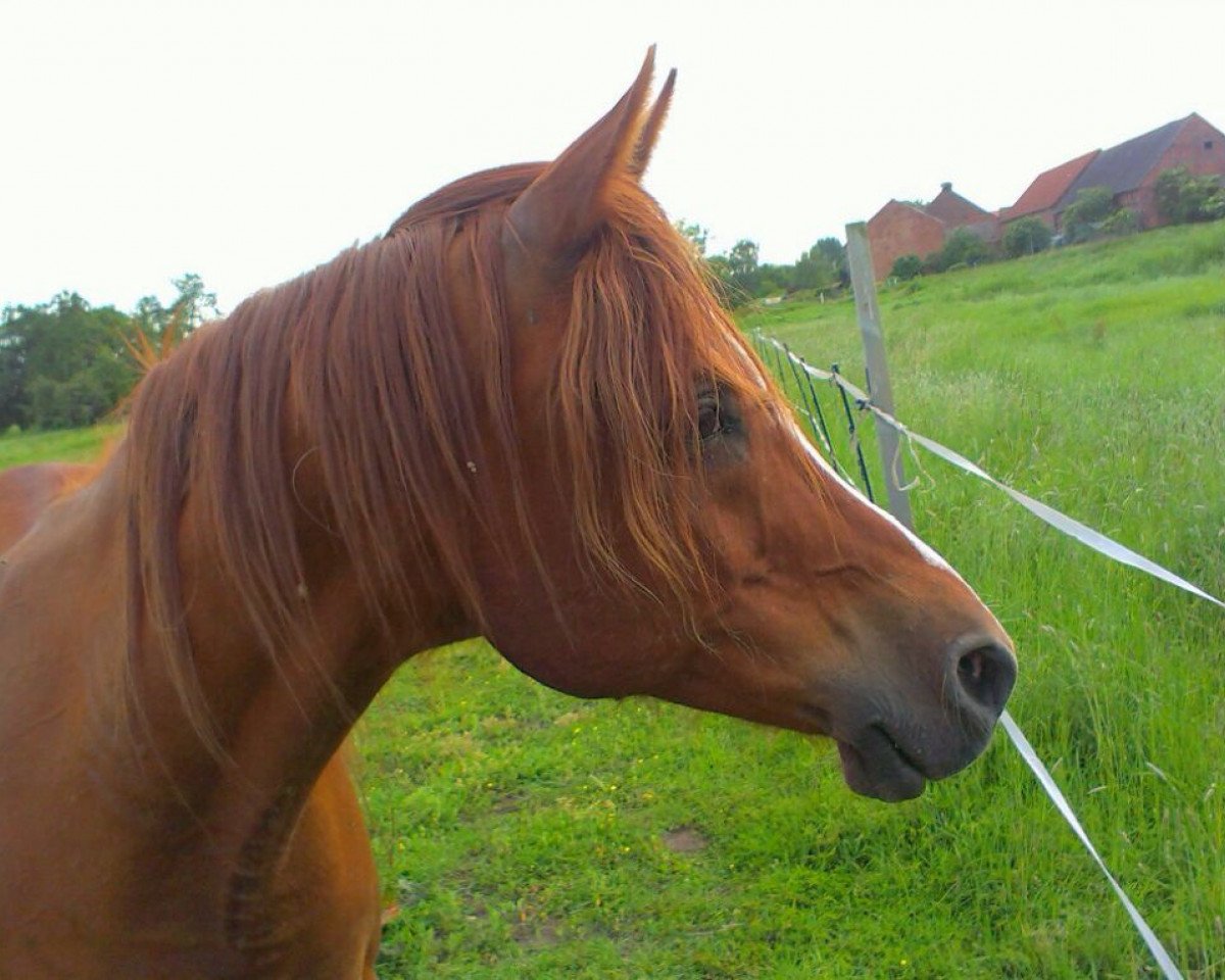 horse Tahil Ibn Mameluk EAO (Arabian purebred, 1997, from El Thay Mameluk EAO)