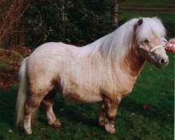 stallion Starlight van de Vossenpels (Shetland pony (under 87 cm), 2002, from Deanland Storm)