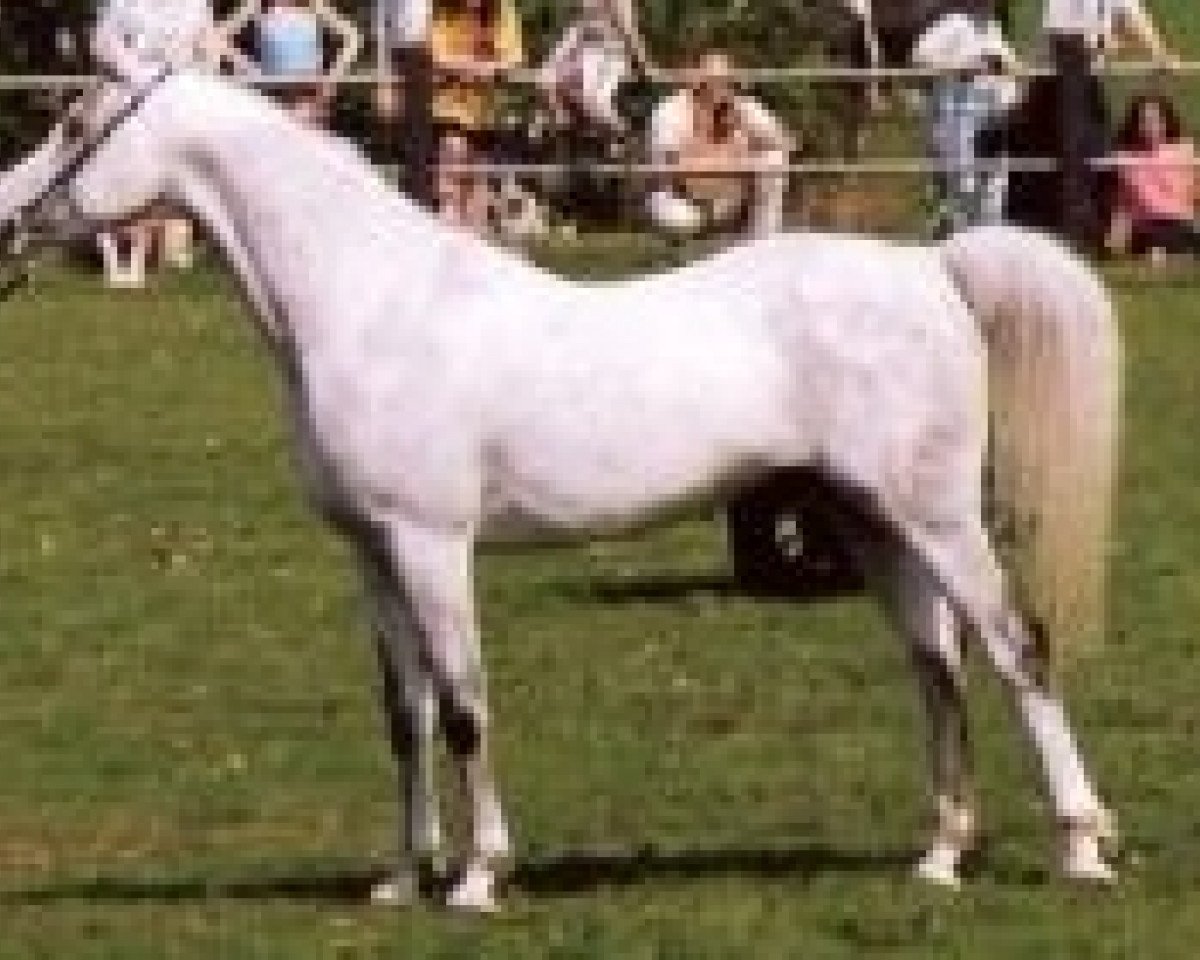 stallion El Thay Kayed EAO (Arabian purebred, 1985, from Ansata Halim Shah ox)