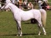 stallion El Thay Kayed EAO (Arabian thoroughbred, 1985, from Ansata Halim Shah ox)